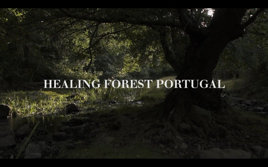 Healing Forest Portugal