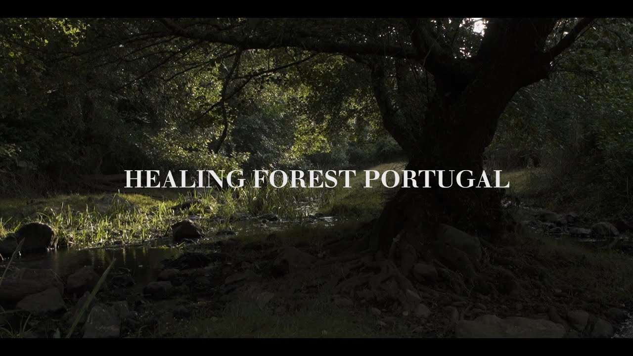 healing forest portugal